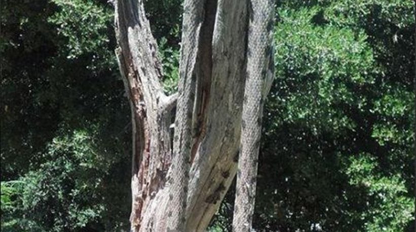 Άγραφα: Είδαν φίδι 2,5 μέτρων σε χωράφι (εικόνα)